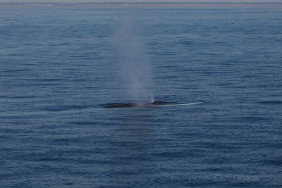 Finback Whale 2.jpg