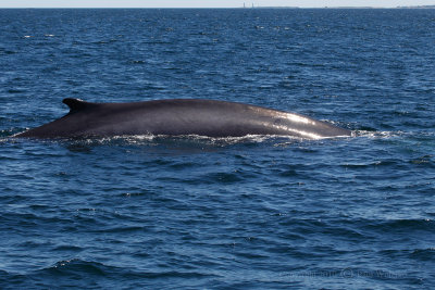 Finback Whale 3.jpg