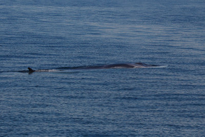 Finback Whale1.jpg