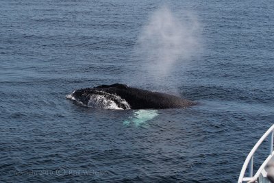 Humpback4.jpg