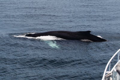 Humpback5.jpg