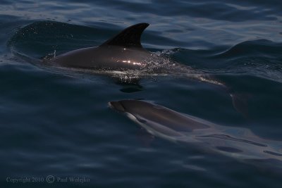 White Sided Dolphin2.jpg