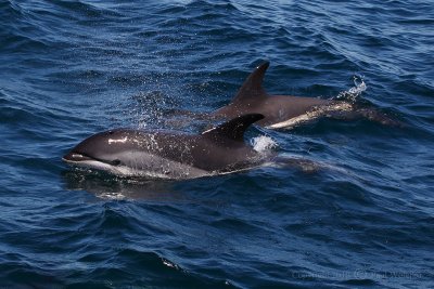 White Sided Dolphin5.jpg