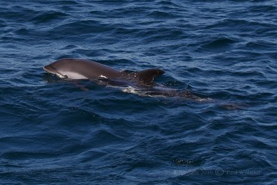 White Sided Dolphin6.jpg