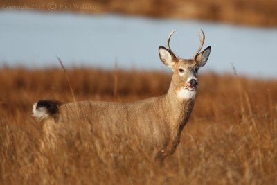 Deer on Plum Island