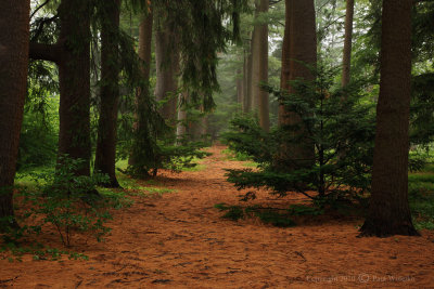 Pine Trees in Atkinson Common