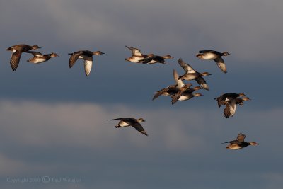 Gadwalls in Flight