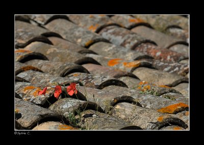 Provence 2010