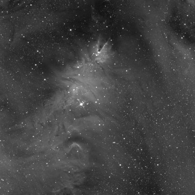 Les nbuleuses du Cne et de l'Arbre de Nol, NGC 2264