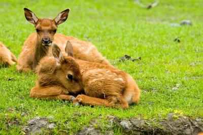 Alaska Wildlife Conservation Center 2008 113.jpg