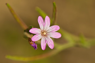 Idaho Native Plant Society