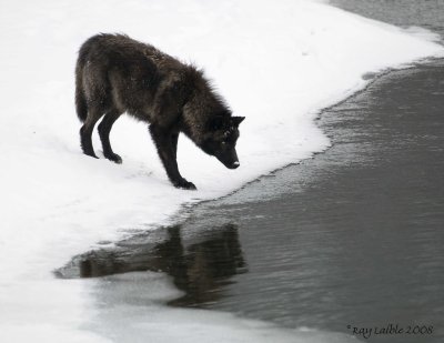 YELLOWSTONE 080126414