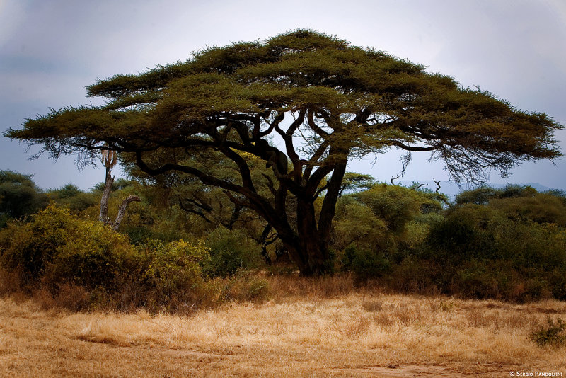 Manyara National Park