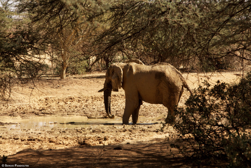 Strada per il Campment Chez Manya (Mano di Fatima): vecchio elefante solitario