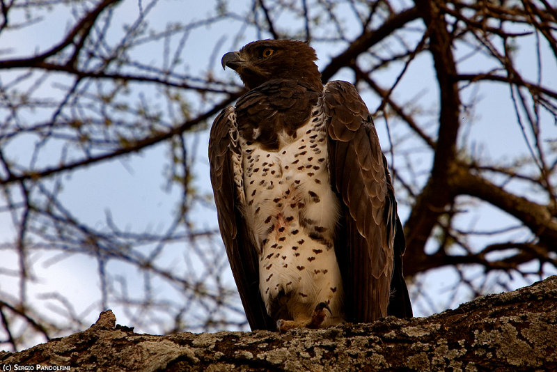 Serengeti Seronera