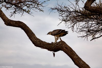 T_093_0374-Serengeti Lobo.jpg