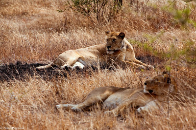 Tarangire Park