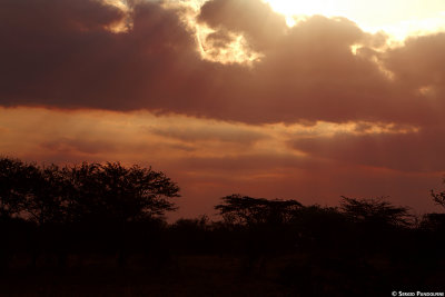 Serengeti Lobo