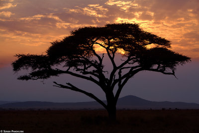 Serengeti Seronera