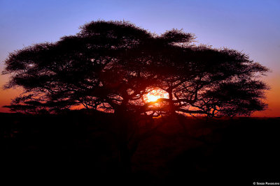 Serengeti Seronera