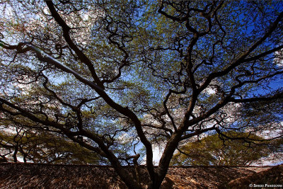 Serengeti Ndutu Lodge