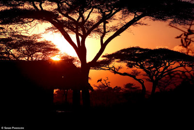 Serengeti Ndutu