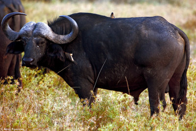 Serengeti Seronera