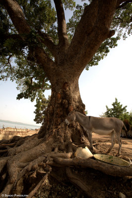 Segou: baobab sul lungofiume