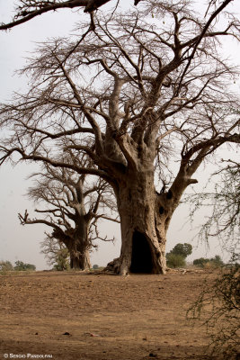 ..verso San: i baobab tipici del brousse (savana)