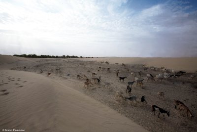 Bintagungu - Le dune di sabbia bianca