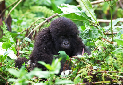 Mountain Gorilla