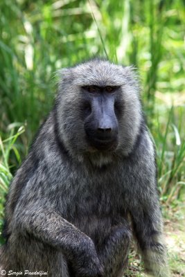 Baboon