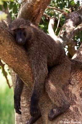Olive baboon