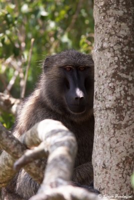 Olive baboon