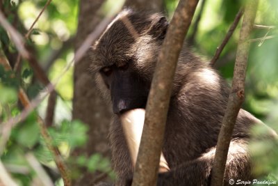 Olive baboon