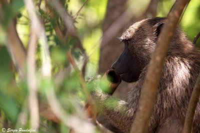 Olive baboon