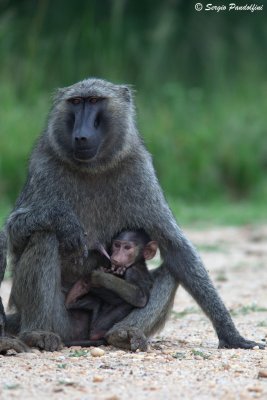 Baboon
