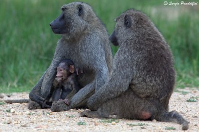 Baboon