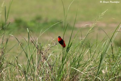 Murchison Falls Park