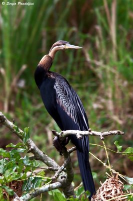 Nile River - Murchison Falls Park