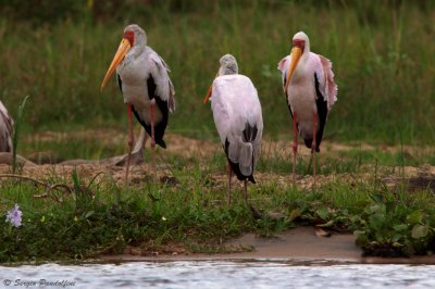 Nile River - Murchison Falls Park