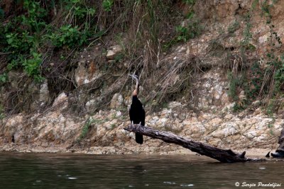 Nile River - Murchison Falls Park