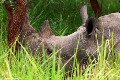 Ziwa Rhino Reserve - White Rhino