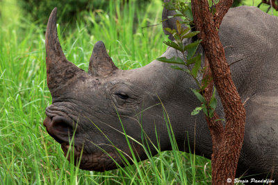 Ziwa Rhino Reserve - White Rhino