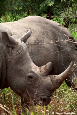 Ziwa Rhino Reserve - White Rhino