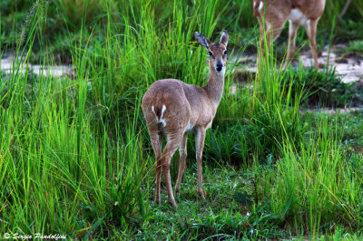 Murchison Falls Park