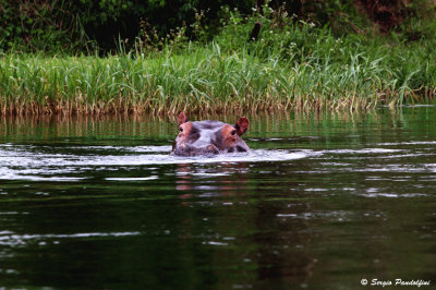 Murchison Falls Park - River Nile