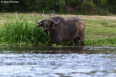 Murchison Falls Park - River Nile