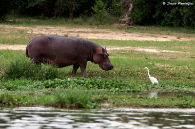 Murchison Falls Park - River Nile