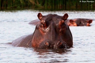 Murchison Falls Park - River Nile